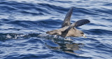 Northern Fulmar