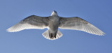 Glaucous-winged Gull, 1st cycle