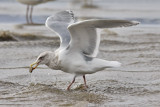 Glaucous-winged x Herring Gull, basic adult