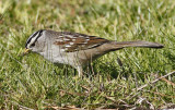 White-crowned Sparrow, adult