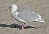 Glaucous-winged Gull, basic adult