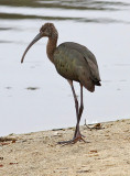 White-faced Ibis
