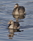 Greater White-fronted Geese, Imm. front, adult rear