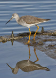 Greater Yellowlegs