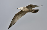 Jerring Gull, 2nd cycle