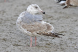 Glaucous-winged x Herring Gull,  2nd cycle 