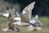 presumed Glaucous x Herring Gull, 1st cycle (3 of 3)