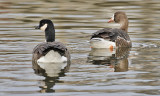 Aleutian Cackling Goose with Greater White-fronted Goose