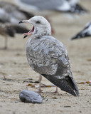 Herring Gull, 2nd cycle