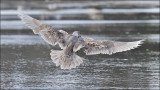Glaucous-winged Gull, 2nd cycle