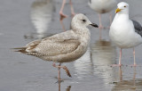 Thayers Iceland Gull, 1st cycle