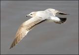 California Gull, 2nd cycle