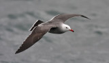 Heermanns Gull, alternate adult