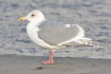 Glaucous-winged Gull, basic adult