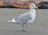 Glaucous-winged Gull, basic adult