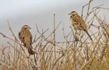 Lark Sparrows