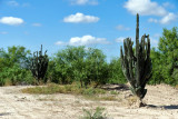 Xeric vegetation Los Ebanos Texas