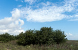 Coastal Black Mangrove.jpg