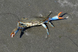 Blue Crab.jpg
