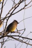 Cedar Waxwing