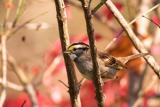 White throated sparrow - one of my favorite birds!