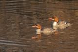 Mergansers