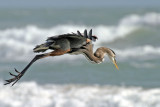 Great Blue Heron 1