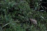 Toad in the grass.jpg