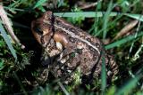 Toad in the sun.jpg