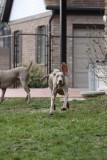 Sarge_Sophie_resized_0120.JPG