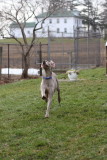 Sarge_Sophie_resized_0135.JPG