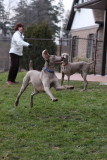 Sarge_Sophie_resized_0139.JPG