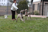 Sarge_Sophie_resized_0145.JPG