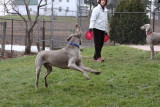 Sarge_Sophie_resized_0153.JPG