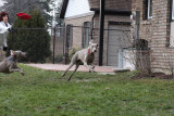 Sarge_Sophie_resized_0154.JPG