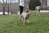 Sarge_Sophie_resized_0159.JPG