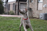 Sarge_Sophie_resized_0178.JPG