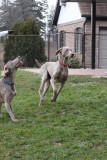 Sarge_Sophie_resized_0182.JPG