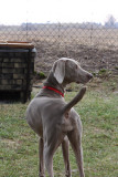 Sarge_Sophie_resized_0184.JPG