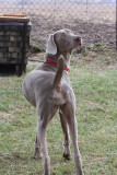 Sarge_Sophie_resized_0185.JPG
