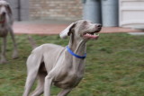 Sarge_Sophie_resized_0189.JPG
