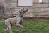 Sarge_Sophie_resized_0198.JPG
