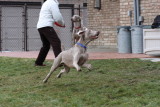 Sarge_Sophie_resized_0204.JPG