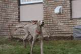 Sarge_Sophie_resized_0209.JPG