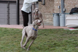 Sarge_Sophie_resized_0211.JPG