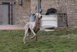 Sarge_Sophie_resized_0215.JPG