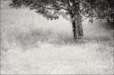 Buttercups