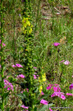 ROADSIDE BEAUTIES