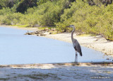 GREAT BLUE HERON