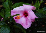 Hibiscus